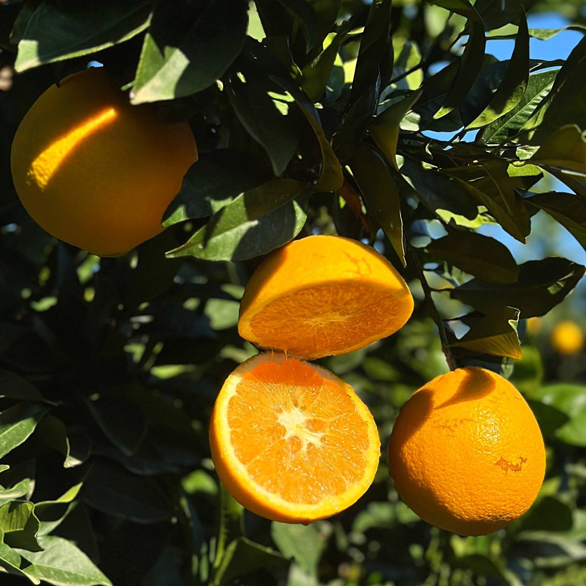 Arance Navel di Sibari (Buccia Edibile)