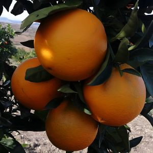 Box Arance Navel New Hall (da Mensa)