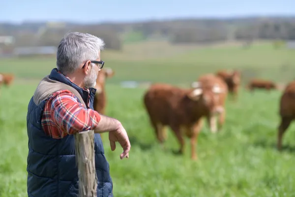 Bistecca Fiorentina 1Kg - immagine 3