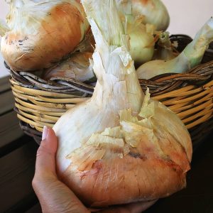 Cipolla di Giarratana IGP