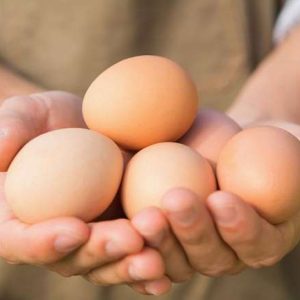 Uova di galline allevate all’aperto