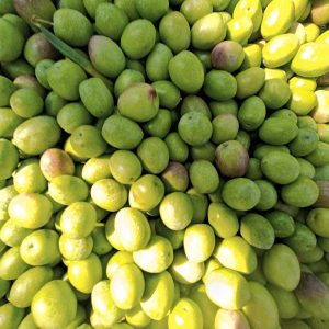 Olive Verdi da Tavola ”Termite di Bitetto”