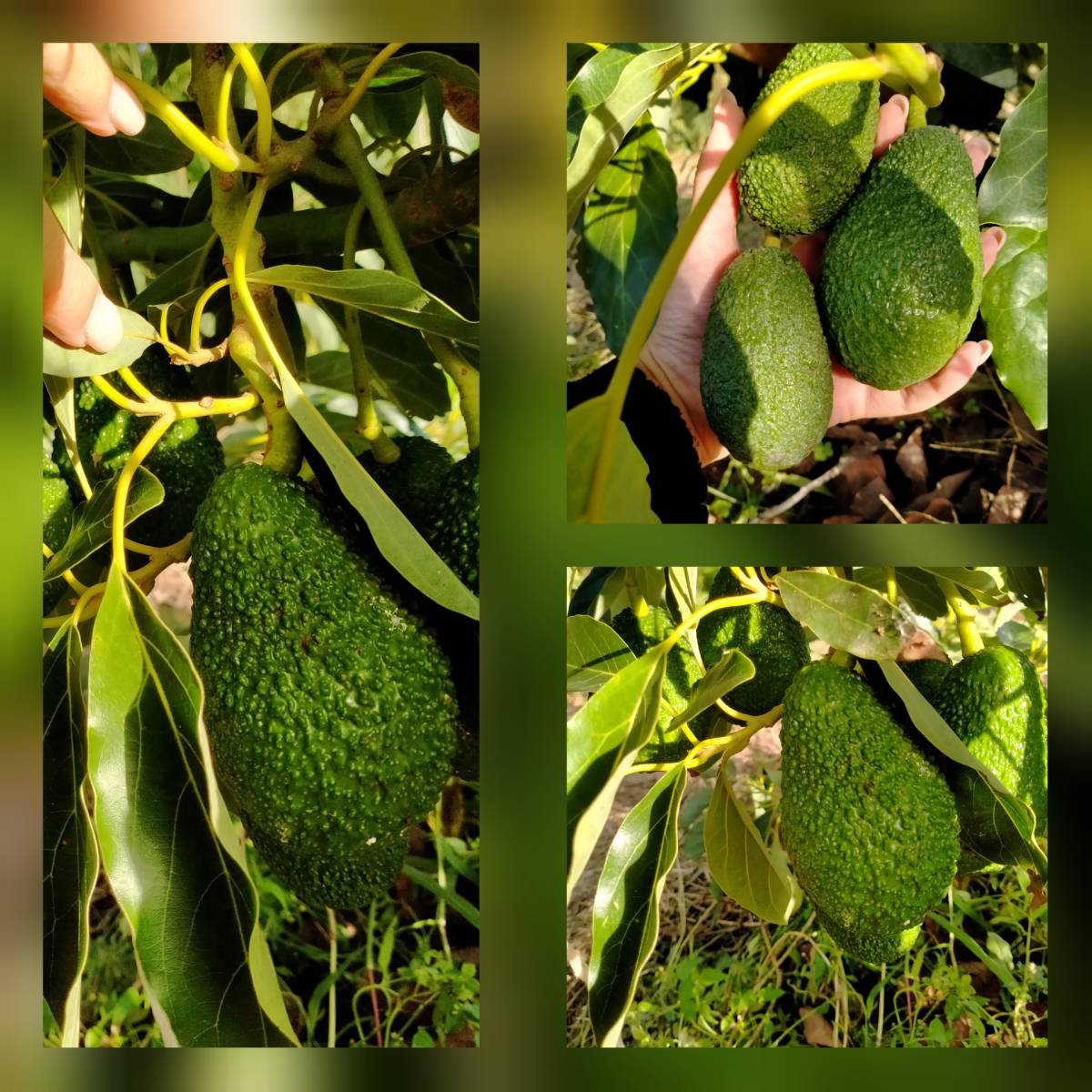 Avocado Hass - immagine 2