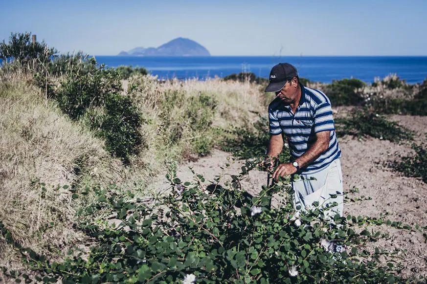 CucunciAmo Patè di Cucunci di Salina SlowFood® 100g - immagine 9